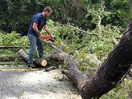 Best Utility Line Clearance  in Plattsmouth, NE